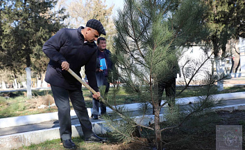 В столице высажены ещё 25 деревьев вечнозелёного вида 