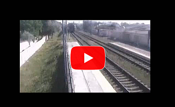 Qarovsiz chorva mollar: Hayvonlarni ham jazolash kerak(mi)?